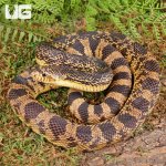ug_2022_LA_Pine_Snake_3.jpg