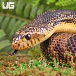 ug_2022_LA_Pine_Snake_2.jpg
