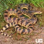ug_2022_LA_Pine_Snake_1.jpg