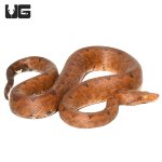 ug_halmahera_ground_boa_3.jpg