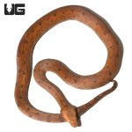 ug_halmahera_ground_boa_2.jpg