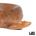ug_halmahera_ground_boa_1.jpg
