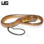 ug_red_tail_green_ratsnake_gold_4.jpg