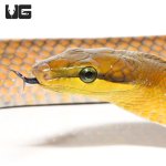 ug_red_tail_green_ratsnake_gold_3.jpg