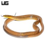 ug_red_tail_green_ratsnake_gold_2.jpg