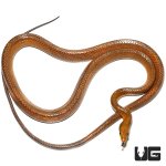 ug_red_tail_green_ratsnake_gold_1.jpg
