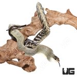 ug_janesn's_atsnake_exact_animal_4.jpg