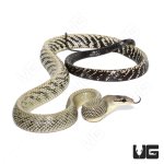 ug_janesn's_atsnake_exact_animal_3.jpg