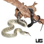 ug_janesn's_atsnake_exact_animal_2.jpg