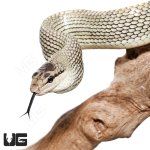 ug_janesn's_atsnake_exact_animal_1.jpg