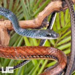 ug_Tricolor_White_Bellied_Ratsnake_4.jpg