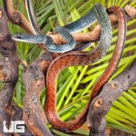 ug_Tricolor_White_Bellied_Ratsnake_3.jpg