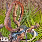 ug_Tricolor_White_Bellied_Ratsnake_2.jpg