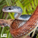 ug_Tricolor_White_Bellied_Ratsnake_1.jpg