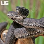 ug_Black_Purple_Spotted_Pit_Viper_7.jpg