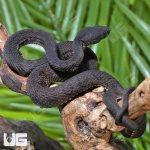 ug_Black_Purple_Spotted_Pit_Viper_6.jpg