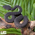 ug_Black_Purple_Spotted_Pit_Viper_5.jpg