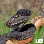 ug_Black_Purple_Spotted_Pit_Viper_3.jpg