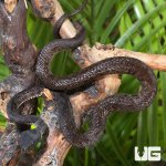 ug_Black_Purple_Spotted_Pit_Viper_2.jpg