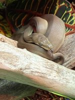 IMG_7403.jpeg