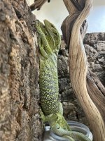 IMG_7061.jpeg