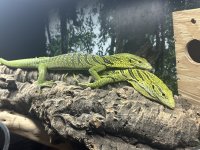 IMG_6961.jpeg