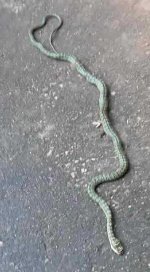 pim snake 01_a.jpg