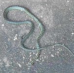 Pim snake 02_a.jpg