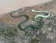 pim snake 03_a.jpg