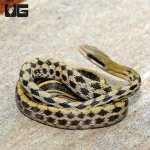 ug_Baby_Taiwan_Beauty_Snake_4.jpg
