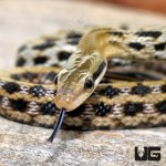 ug_Baby_Taiwan_Beauty_Snake_3.jpg