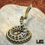 ug_Baby_Taiwan_Beauty_Snake_1.jpg