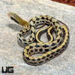 ug_Baby_Taiwan_Beauty_Snake_2.jpg