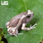 ug_Baby Chubby Frog_5.jpg
