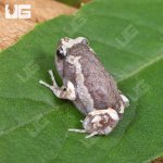 ug_Baby Chubby Frog_4.jpg