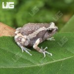 ug_Baby Chubby Frog_3.jpg