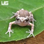 ug_Baby Chubby Frog_2.jpg