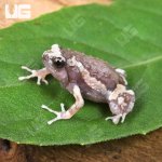 ug_Baby Chubby Frog_1.jpg