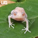 ug_Baby Albino Chubby Frog_4.jpg
