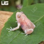 ug_Baby Albino Chubby Frog_3.jpg
