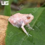 ug_Baby Albino Chubby Frog_2.jpg