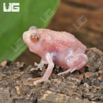 ug_Baby Albino Chubby Frog_1.jpg