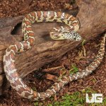 ug_Baby Peanut Butter Florida Kingsnake_4.jpg