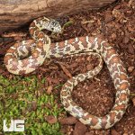 ug_Baby Peanut Butter Florida Kingsnake_3.jpg