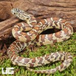 ug_Baby Peanut Butter Florida Kingsnake_2.jpg