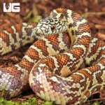 ug_Baby Peanut Butter Florida Kingsnake_1.jpg