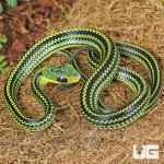 ug_Baby Big Eyed Ratsnake_4.jpg