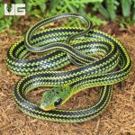 ug_Baby Big Eyed Ratsnake_3.jpg