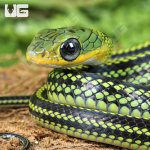 ug_Baby Big Eyed Ratsnake_2.jpg
