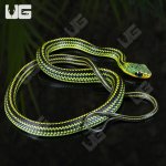 ug_Baby Big Eyed Ratsnake_1.jpg